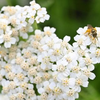 Achillea